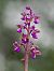 Anacamptis morio subsp. picta  - Ramon Calvet i Falgueras