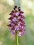 Orchis purpurea  - Ramon Calvet i Falgueras