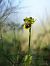Ophrys lutea  - Ramon Calvet i Falgueras