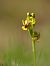 Ophrys lutea © Ramon Calvet i Falgueras