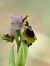 Ophrys tenthredinifera  - Ramon Calvet i Falgueras
