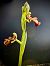 Ophrys speculum  - Toni Leiva Sanchez