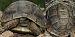 Hermann's tortoise (Testudo hermanni) © Carles Miñarro