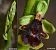Ophrys subinsectifera © Carles Miñarro
