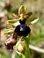 Ophrys passionis © Josep M. Palau Garrabou