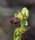 Ophrys forestieri © Josep Ignasi Tejedor Boned