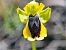 Ophrys lutea © Ernest Gatell i Roset