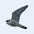 Faucon pèlerin (Falco peregrinus) © Lluís Casilari