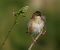 Trist (Cisticola juncidis) © Autor ocult