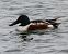 Northern Shoveler - Josep Maria Solé Molins