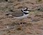 Little Ringed Plover - Josep Maria Solé Molins
