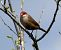 Common Waxbill - Josep Maria Solé Molins
