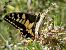 Papallona reina (Papilio machaon) © Josep Maria Solé Molins