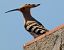 Eurasian Hoopoe - Josep Maria Solé Molins