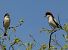 Woodchat Shrike - Josep Maria Solé Molins
