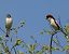 Woodchat Shrike - Josep Maria Solé Molins