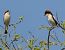 Woodchat Shrike - Josep Maria Solé Molins