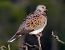 Tórtora (Streptopelia turtur) © Josep Maria Solé Molins