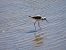 Cigüeñuela Común (Himantopus himantopus) © Paco Torres