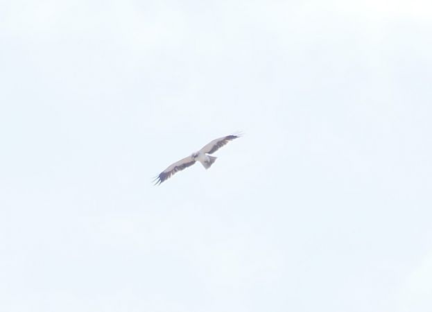 Aquila no identificada  - Rosa M. Alonso Garcia