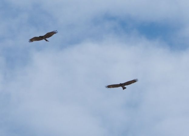 Aquila no identificada  - Rosa M. Alonso Garcia