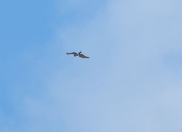 Aquila no identificada  - Rosa M. Alonso Garcia