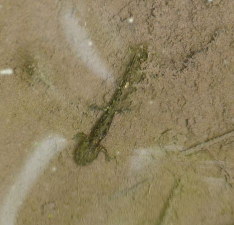 Salamandra comuna  - Josep Marmi Plana