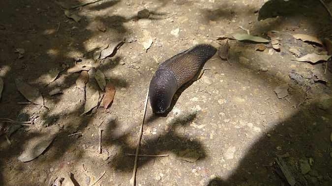 Limax cinereoniger 
