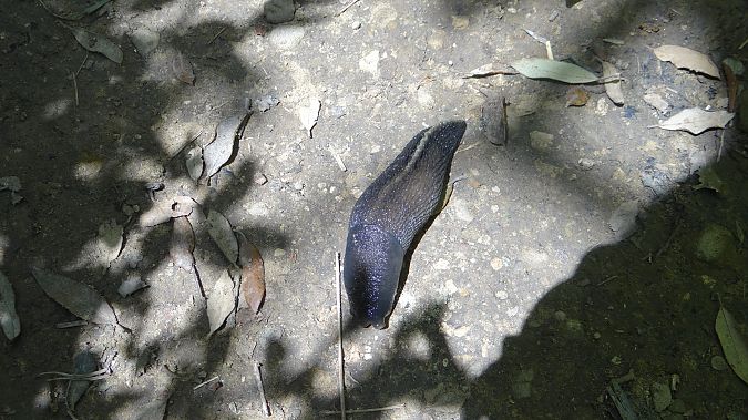Limax cinereoniger 
