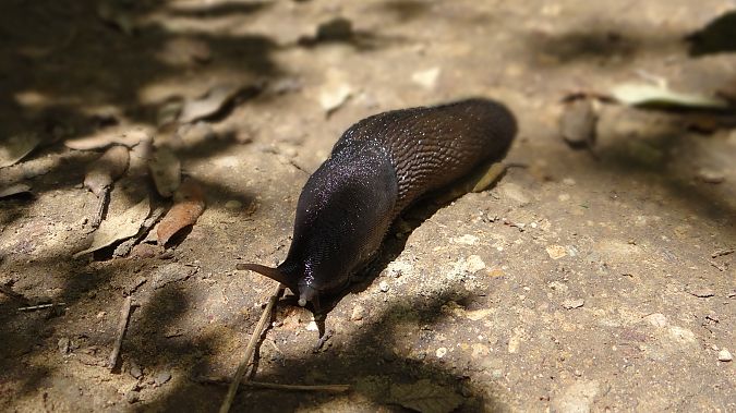 Limax cinereoniger 