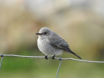 Papamosques gris balear  - Carlos Alvarez-Cros