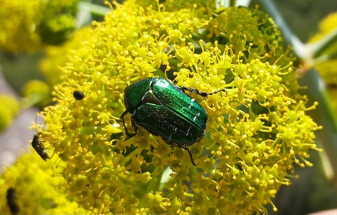 Cetonia aurata  - Àlex Domec