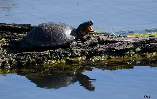 Tortuga d'estany  - Jean Bisetti