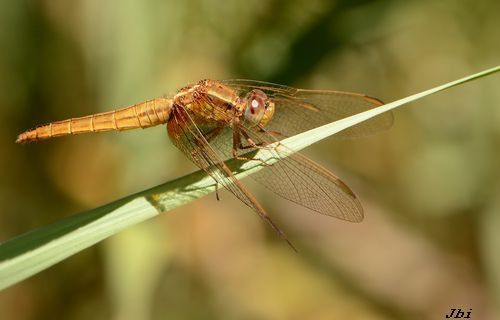 Sagnador escarlata  - Jean Bisetti
