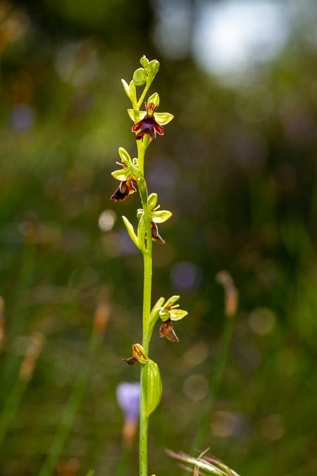 Ophrys insectifera  - Abel Comas