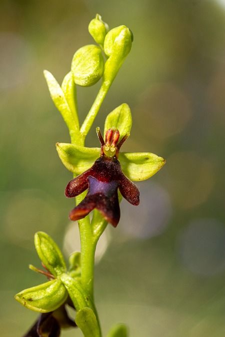 Ophrys insectifera  - Abel Comas