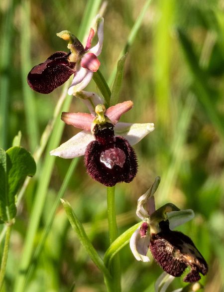 Ophrys catalaunica  - Màrius Domingo