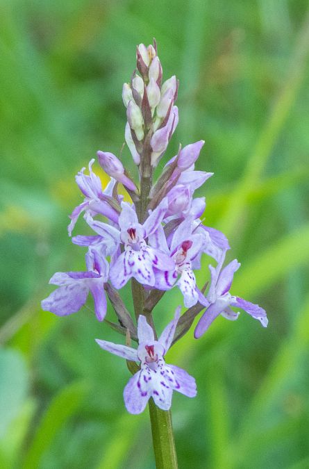 Dactylorhiza fuchsii  - Màrius Domingo