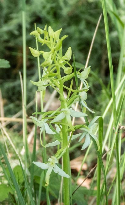 Platanthera chlorantha  - Màrius Domingo