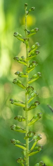 Gymnadenia conopsea  - Màrius Domingo