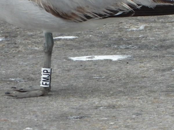 Gaviota de Audouin  - Xavier Idígora i Planas