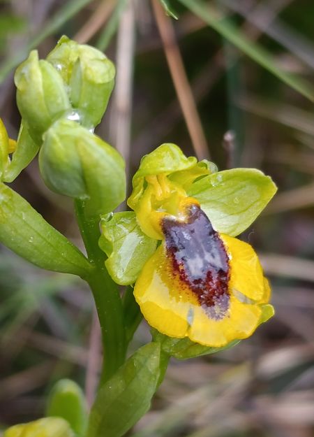 Ophrys lutea  - Daniel González