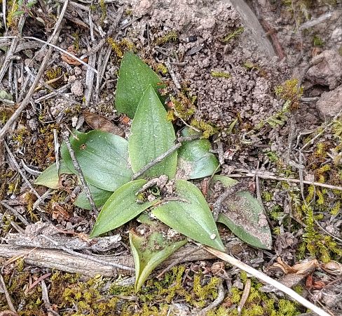 Spiranthes spiralis  - Daniel González