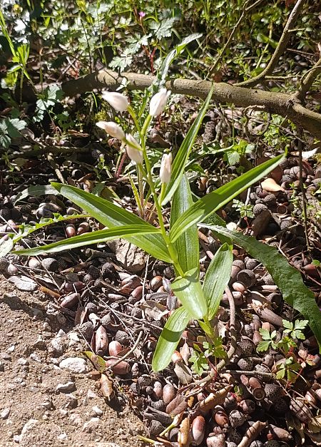 Cephalanthera longifolia  - Daniel González