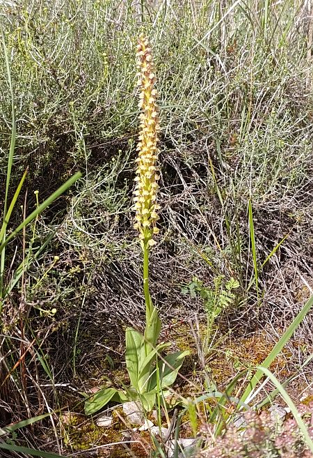 Orchis anthropophora  - Daniel González
