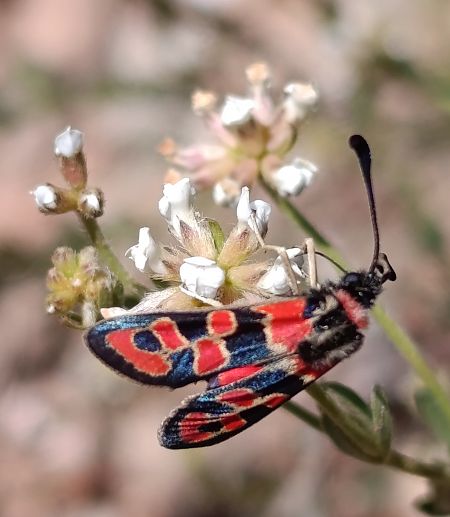 Zygaena fausta  - Daniel González