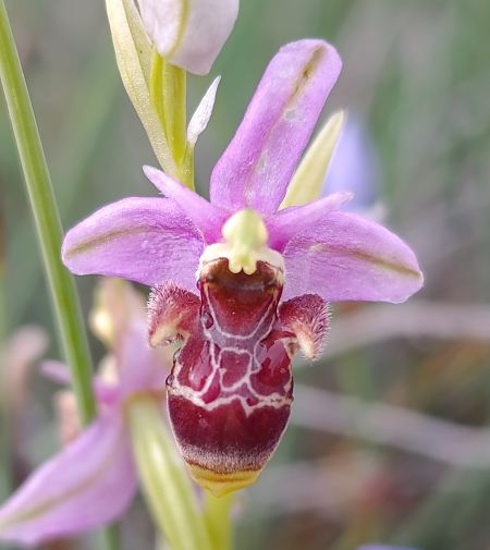 Ophrys querciphila  - Daniel González