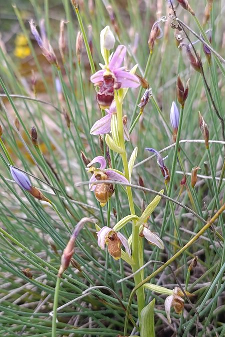 Ophrys querciphila  - Daniel González