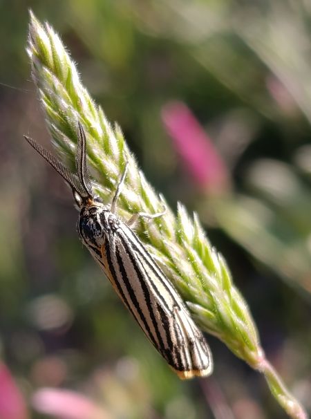 Coscinia striata  - Daniel González