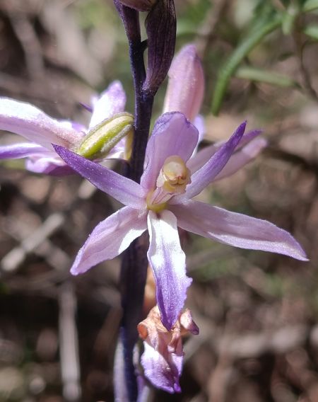 Limodorum trabutianum  - Daniel González